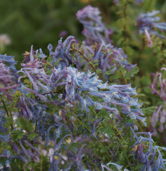 Lerchensporn Spinners (Corydalis elata Spinners)