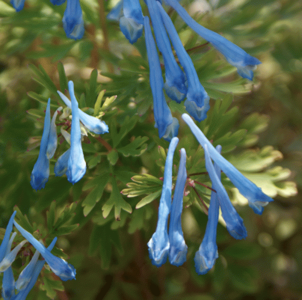 Lerchensporn Spinners (Corydalis elata Spinners)