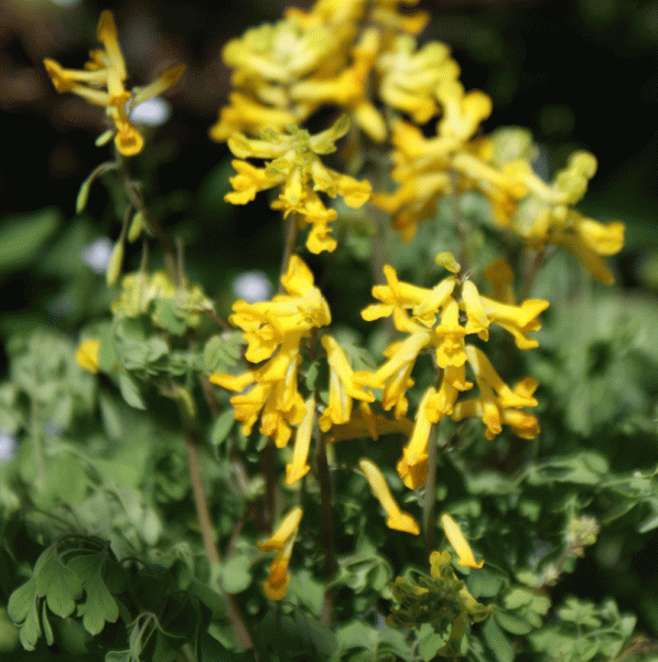 Gelber Lerchensporn (Pseudofumaria lutea; syn. Corydalis lutea)