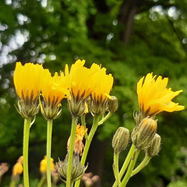 Wiesen-Pippau (Crepis biennis)