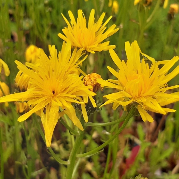 Wiesen-Pippau (Crepis biennis)