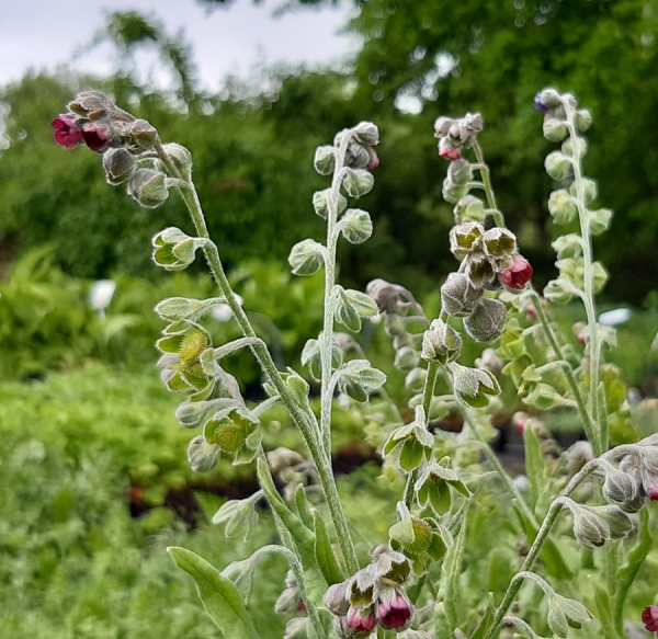 Gemeine Hundszunge (Cynoglossum officinale)
