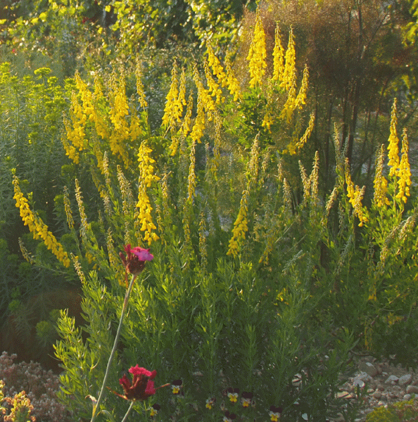 Schwarzwerdender Geißklee (Cytisus nigricans)