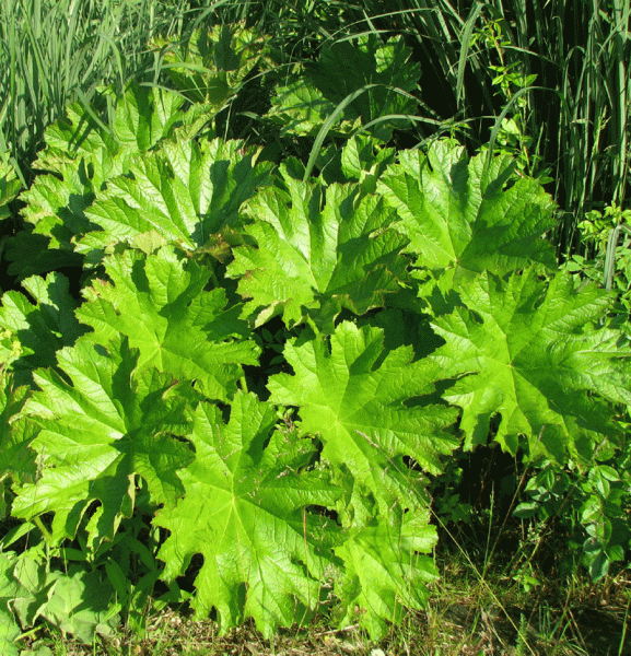 Schildblatt (Darmera peltata)