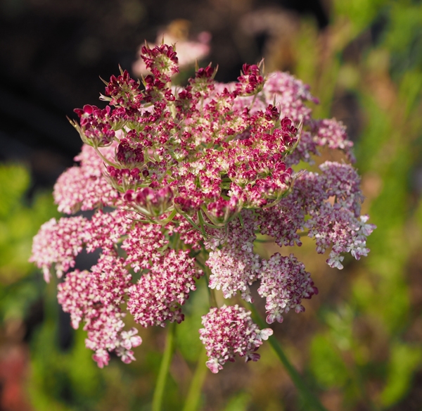 Wilde Möhre Purple Kisses (Daucus carota Purple Kisses)