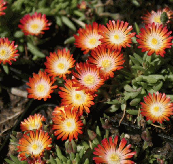 Delosperma Hybride Luzia (Mittagsblume)