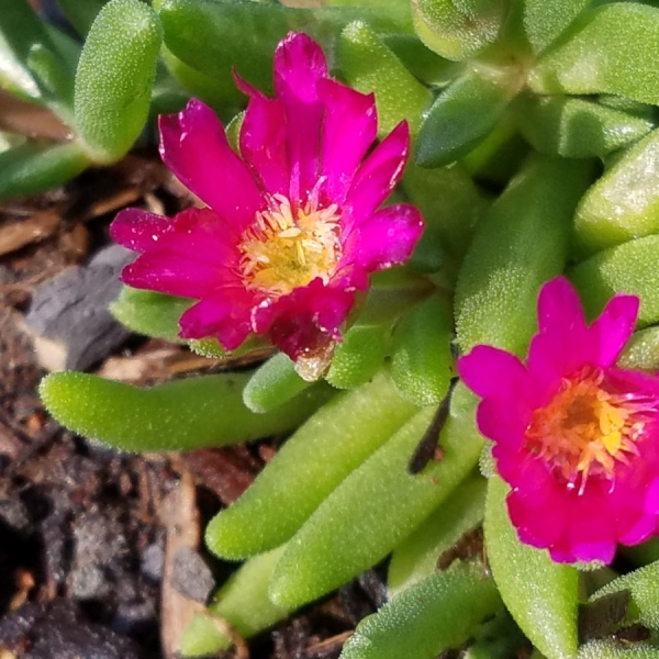 Mittagsblume Irme (Delosperma Hybride Irme)