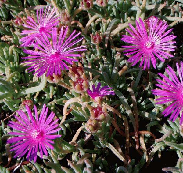 Coopers Mittagsblume (Delosperma cooperi)