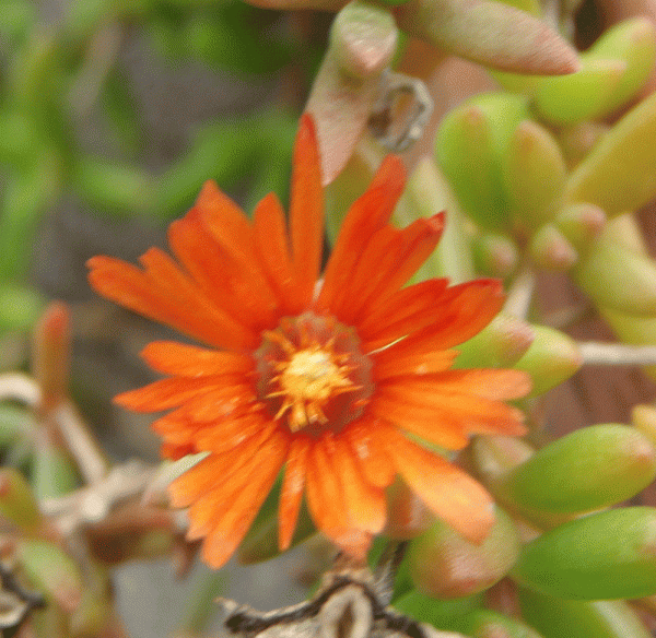 Orange Mittagsblume Badenia Salmon (Delosperma Hybride Badenia Salmon)