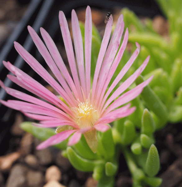 Rosa Mittagsblume Kelaidis (Delosperma Hybride Kelaidis)