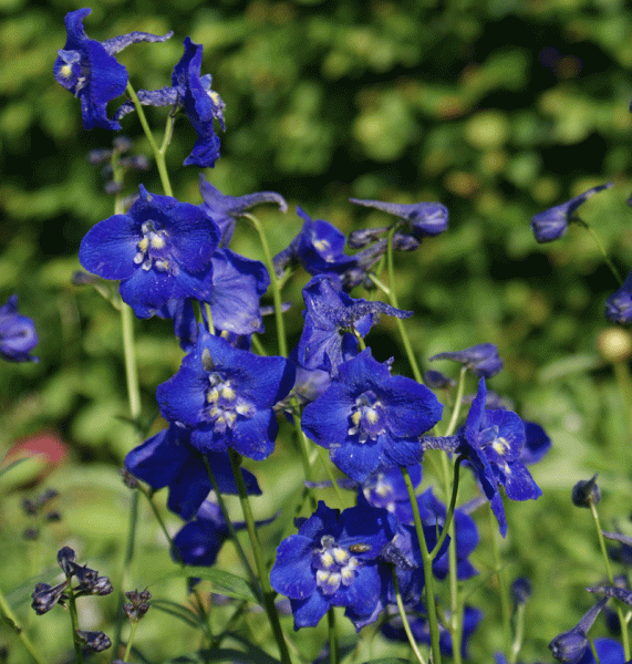 Rittersporn Atlantis (Delphinium x belladonna Atlantis)