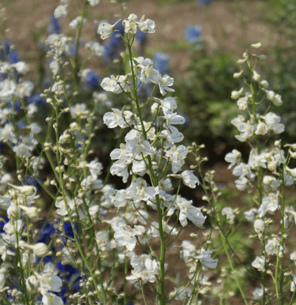 Rittersporn Moerheimii (Delphinium x belladonna Moerheimii)