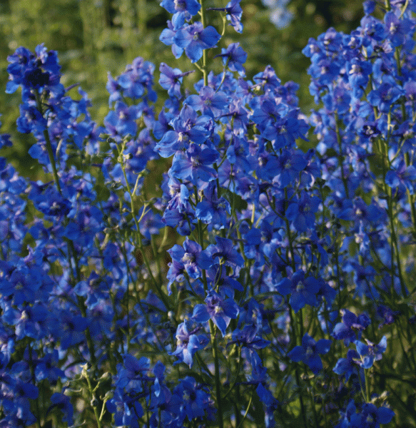 Rittersporn Piccolo (Delphinium x belladonna Piccolo)