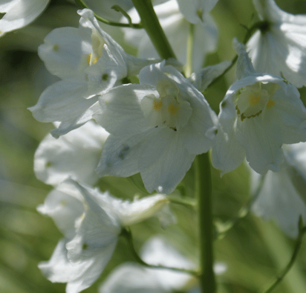 Rittersporn Moerheimii (Delphinium x belladonna Moerheimii)