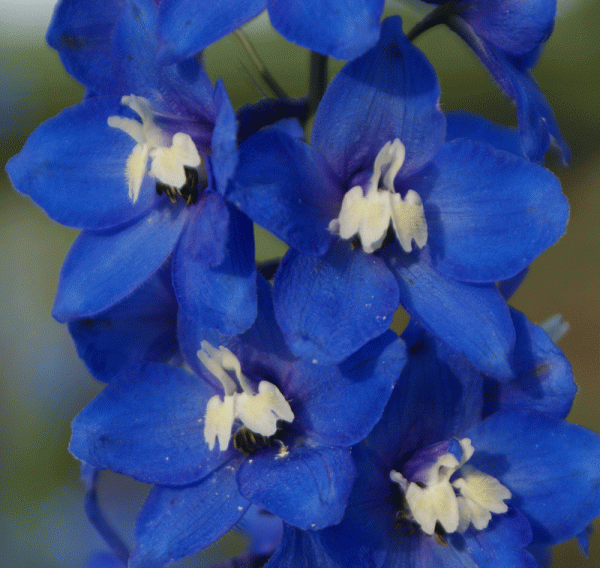 Rittersporn Lanzenträger (Delphinium x elatum Lanzenträger)
