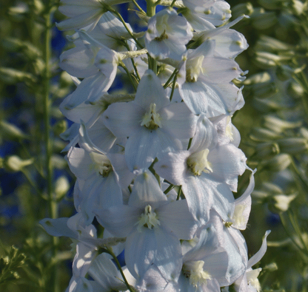 Rittersporn Sopran (Delphinium x elatum Sopran)