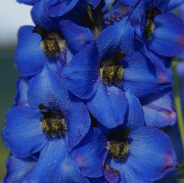 Rittersporn Waldenburg (Delphinium x elatum Waldenburg)