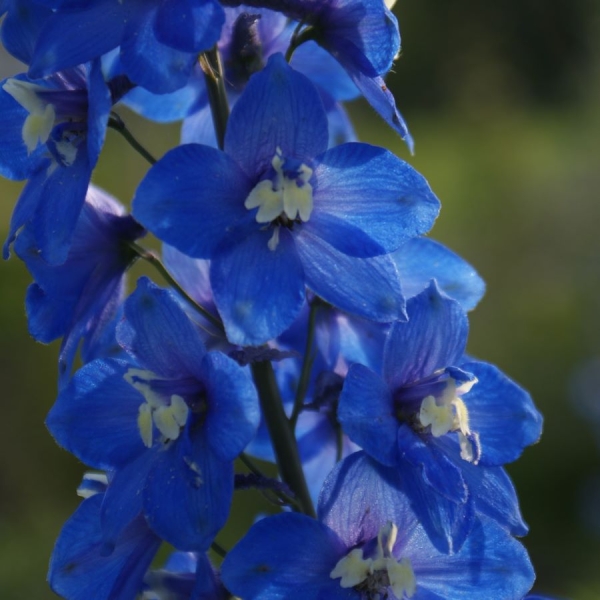 Rittersporn Lanzenträger (Delphinium x elatum Lanzenträger)