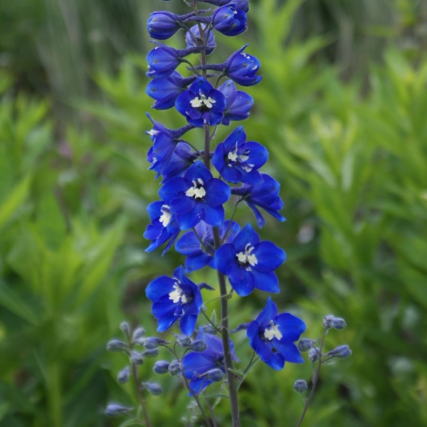 Rittersporn Lanzenträger (Delphinium x elatum Lanzenträger)