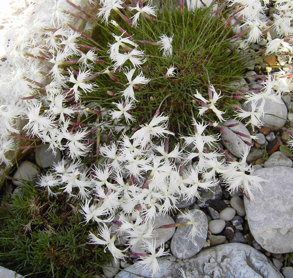 Sand-Nelke (Dianthus arenarius)