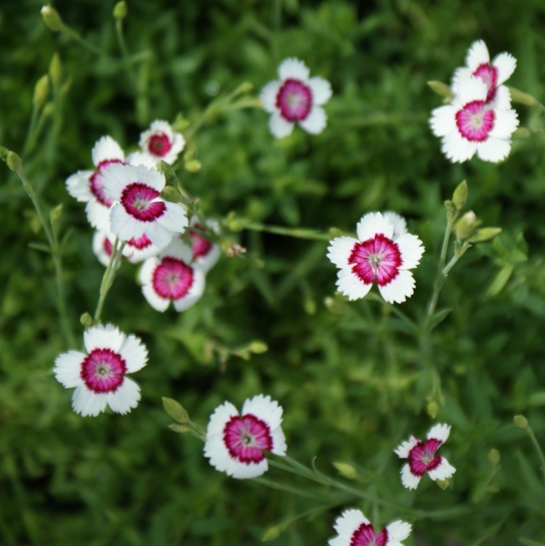 Heidenelke Arctic Fire (Dianthus deltoides Arctic Fire)