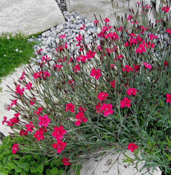 Heidenelke Leuchtfunk (Dianthus deltoides Leuchtfunk)