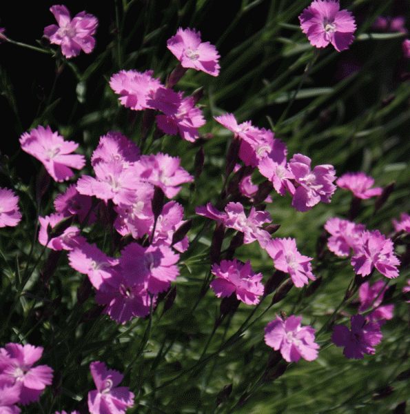 Pfingst-Nelke Eydangeri (Dianthus gratianopolitanus Eydangeri)