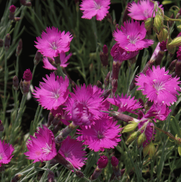 Pfingst-Nelken Feuerhexe (Dianthus gratianopolitanus Feuerhexe)