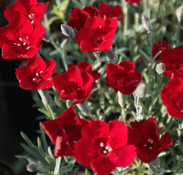 Pfingst-Nelke Rubin (Dianthus gratianopolitanus Rubin)