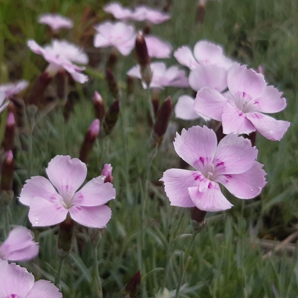 Pfingst-Nelke Nordstjernen (Dianthus gratianopolitanus Nordstjernen, Asnelliken)