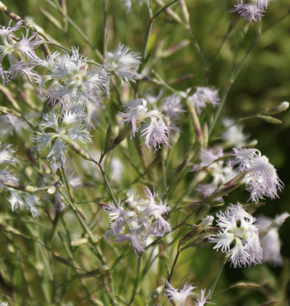 Pracht-Nelke (Dianthus superbus)