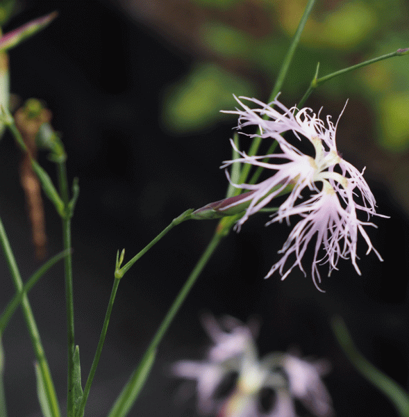 Pracht-Nelke (Dianthus superbus)