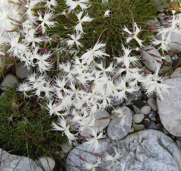 Geröll-Nelke (Dianthus petraeus ssp. petraeus)