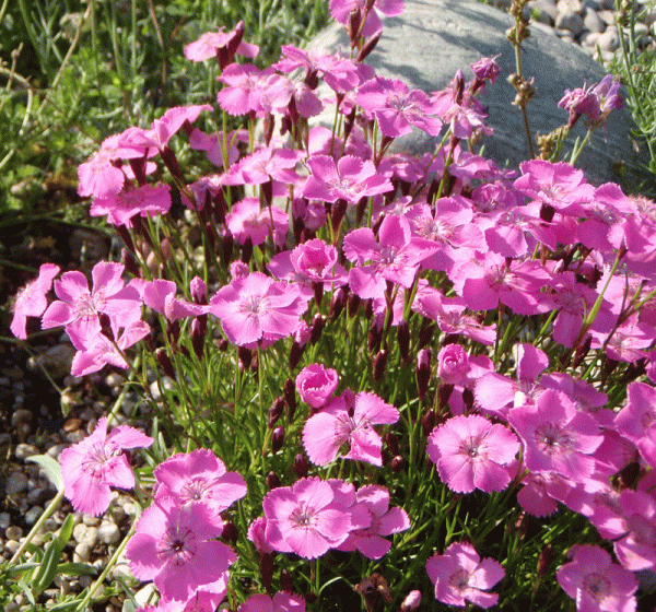 Pfingst-Nelke La Bourboule (Dianthus gratianopolitanus La Bourboule)