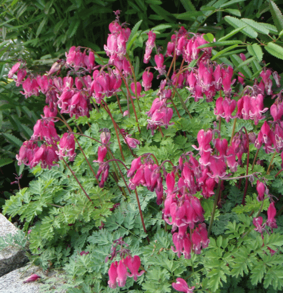 Herzblume King of Hearts (Dicentra Hybride King of Hearts)