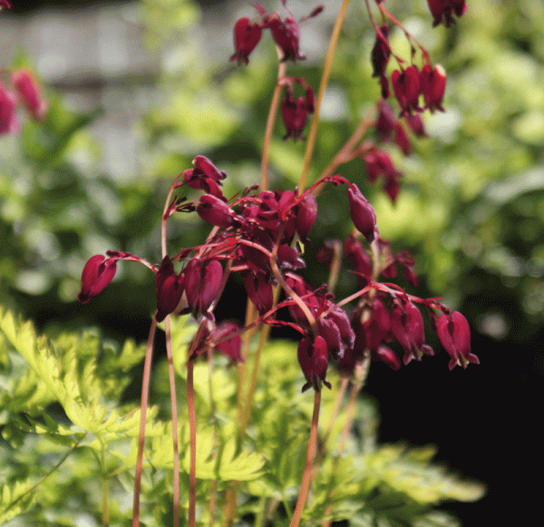 Herzblume Bacchanal (Dicentra formosa Bacchanal)