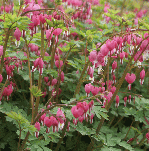 Tränendes Herz (Lamprocapnos spectabilis; syn. Dicentra spectabilis)