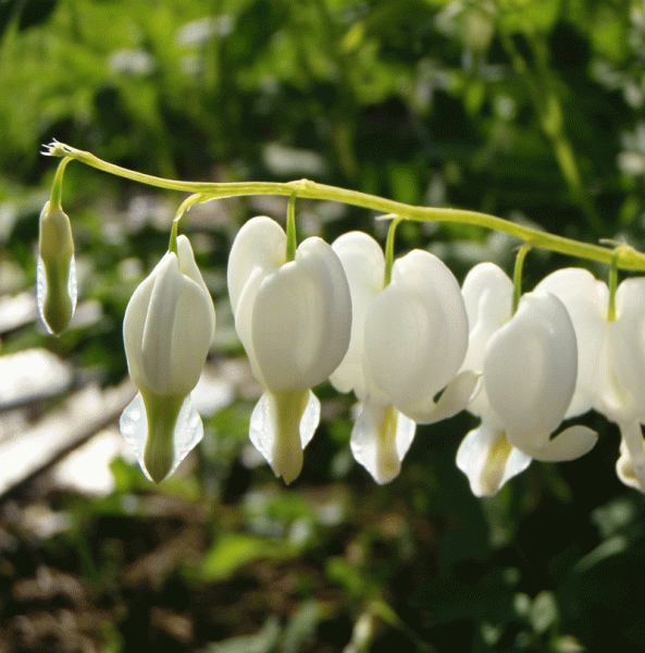 Weißes Tränendes Herz Alba (Lamprocapnos spectabilis; syn. Dicentra spectabile Alba)