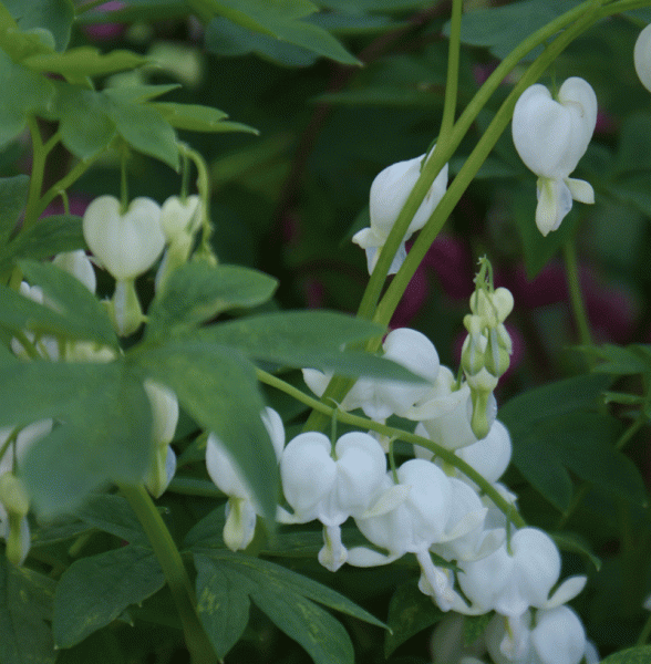 Weißes Tränendes Herz Alba (Lamprocapnos spectabilis; syn. Dicentra spectabile Alba)