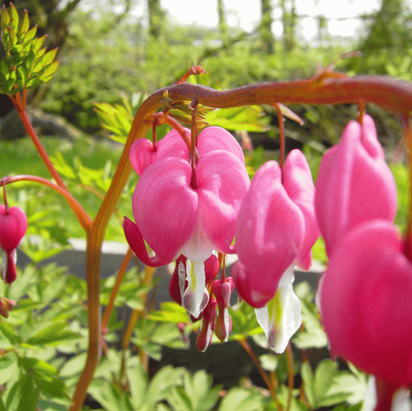 Tränendes Herz (Lamprocapnos spectabilis; syn. Dicentra spectabilis)