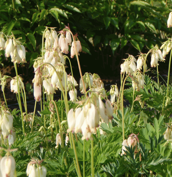 Herzblume Aurora (Dicentra formosa Aurora)