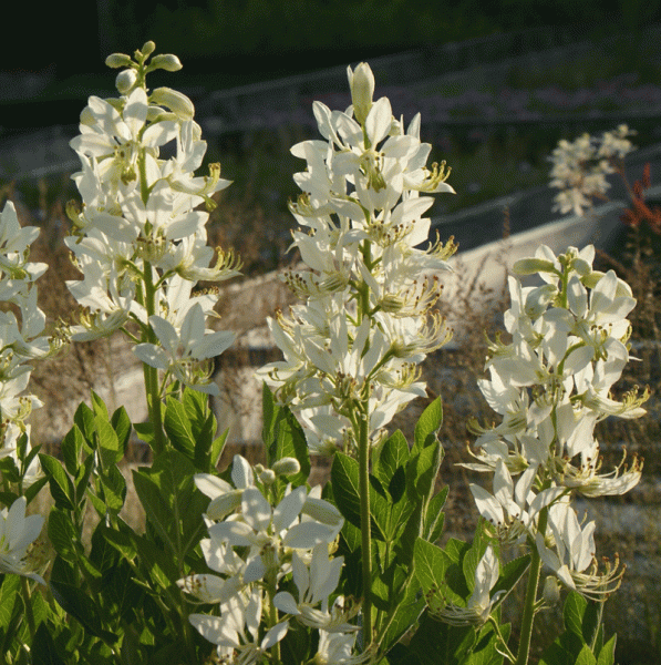 Brennender Busch, Diptam Albiflora (Dictamnus albus Albiflora)