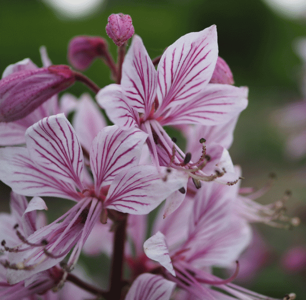 Brennender Busch, Diptam (Dictamnus albus)