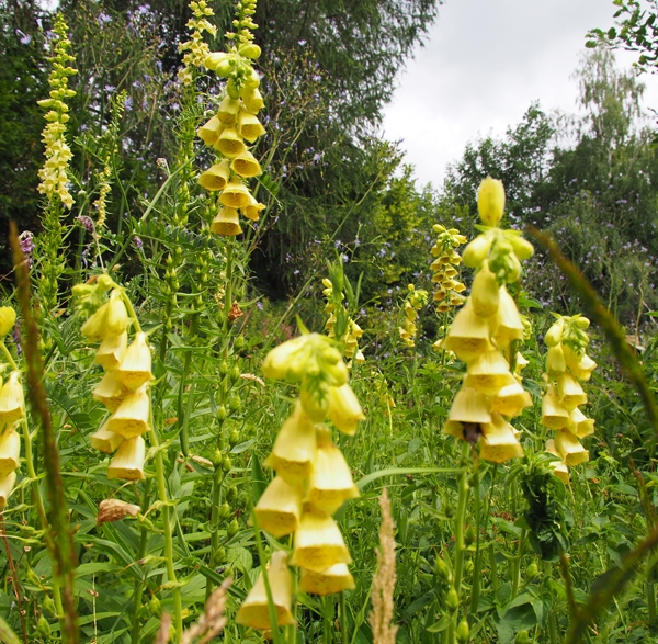 Großblütiger Fingerhut (Digitalis grandiflora, Digitalis ambigua)