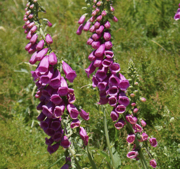 Purpur-Fingerhut (Digitalis purpurea)