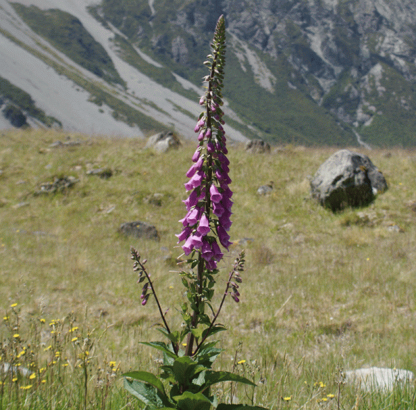 Purpur-Fingerhut (Digitalis purpurea)