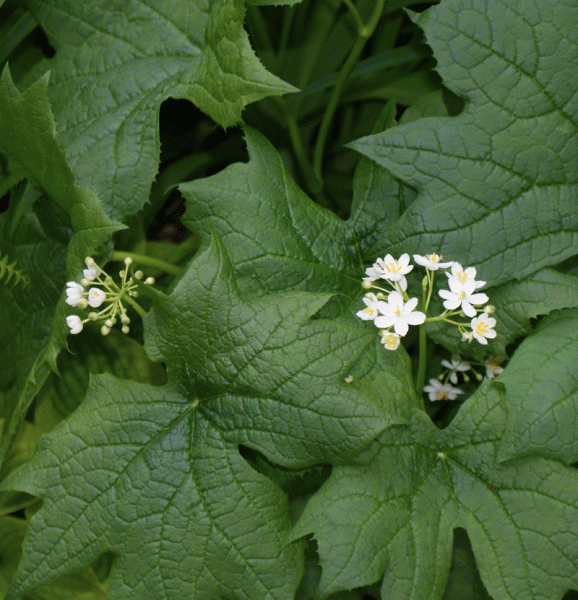 Diphylleia cymosa (Schirmblatt)