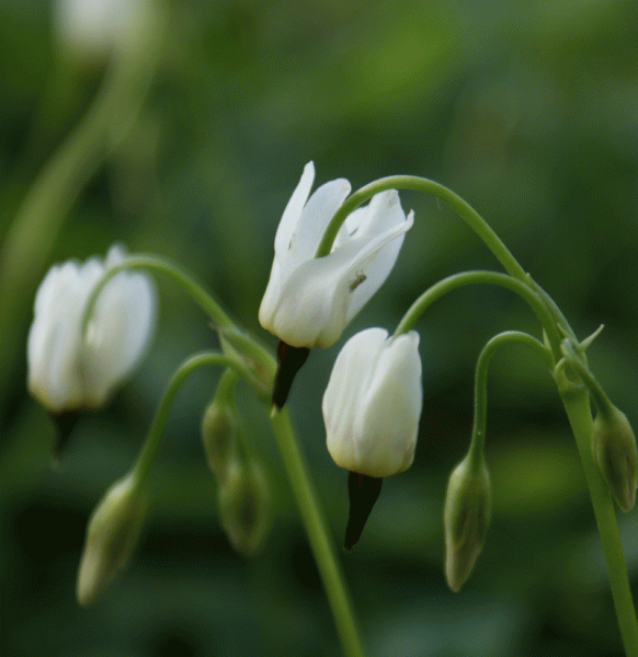 Götterblume (Dodecatheon dentatum ssp. dentatum)