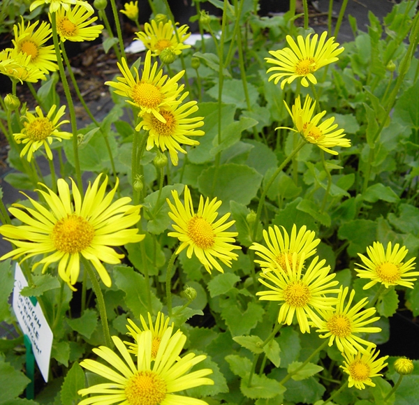 Gämswurz Magnificum (Doronicum orientale Magnificum)