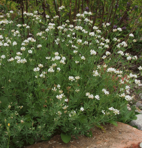 Deutscher Backenklee (Dorycnium germanicum)